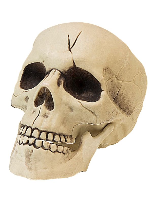 Schedel met Bewegende Kaak Halloween