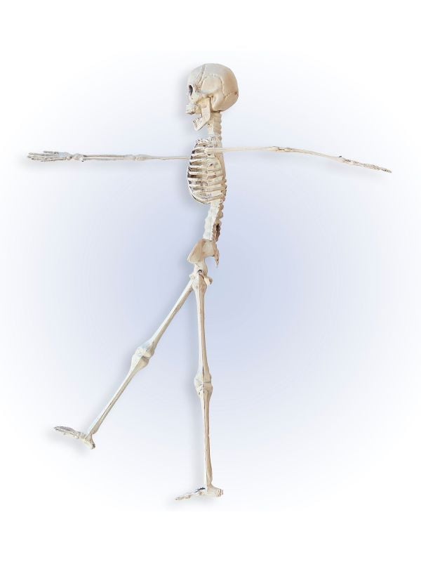 Skelet beweegbaar 40cm