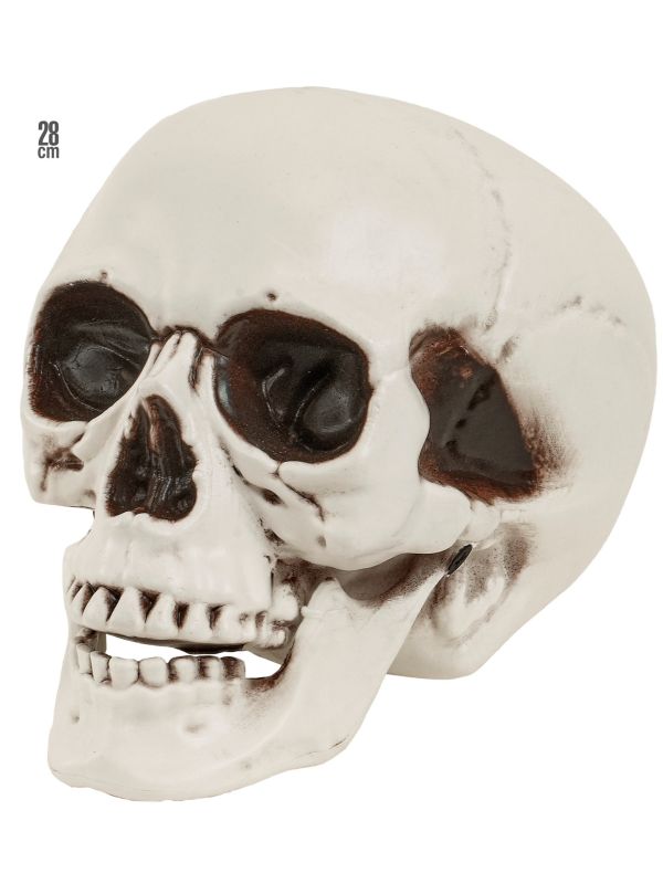 Witte Schedel met Bewegende Kaak Halloween