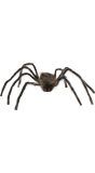 Bruine spin 75 cm halloween