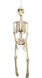 Halloween basic skelet hangend