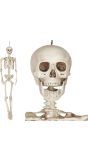 Halloween hangend skelet 160cm