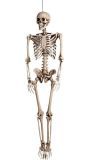 Halloween skelet decoratie hangend