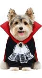 Halloween vampier outfit hond