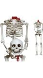 Hangdecoratie skelet onthoofd 37 cm halloween