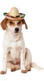 Huisdier Sombrero Voor Honden