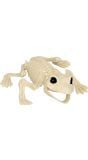 Kikker Skelet Halloween Decoraties