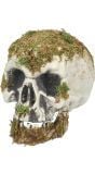 Schedel met Mos Halloween Decoratie
