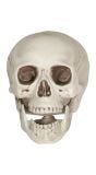 Skele Hoofd Halloween Decoratie