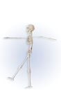 Skelet beweegbaar 40cm