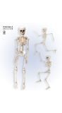 Skelet Poseerbaar 50Cm