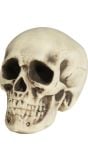 Witte schedel 20 cm halloween