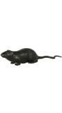 Zwarte neppe rat decoratie