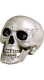 Decoratie schedel met beweegbare kaak