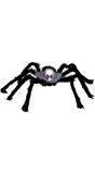 Grote spin met doodshoofd halloween 70 cm