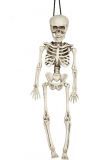Halloween hangend skelet 40cm
