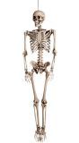 Halloween skelet decoratie hangend