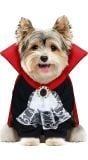 Halloween vampier outfit hond