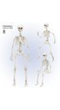 Hangende skelet poseerbaar