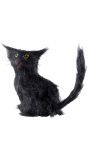 Harige zwarte kat