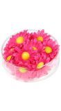 Margriet bloemen 20 stuks fuchsia roze