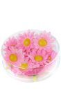 Margriet bloemen 20 stuks roze