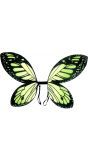 Vlinder vleugels kind zwart groen