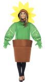 Zonnebloem in pot pak