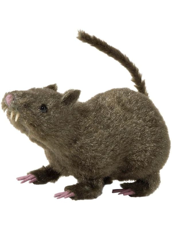 Behaarde rat