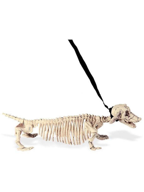 Honden skelet met riem