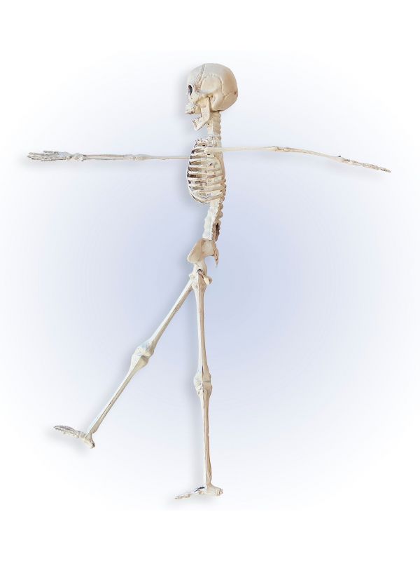 Skelet beweegbaar 40cm