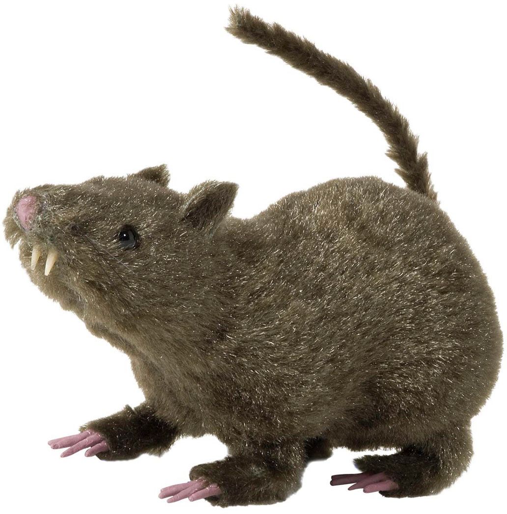 Behaarde rat