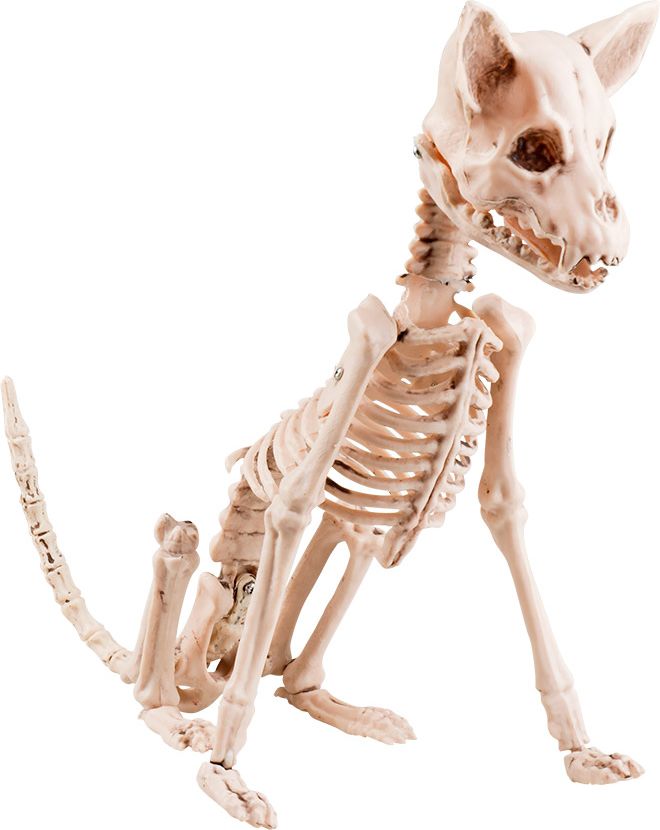 Decoratie honden skelet