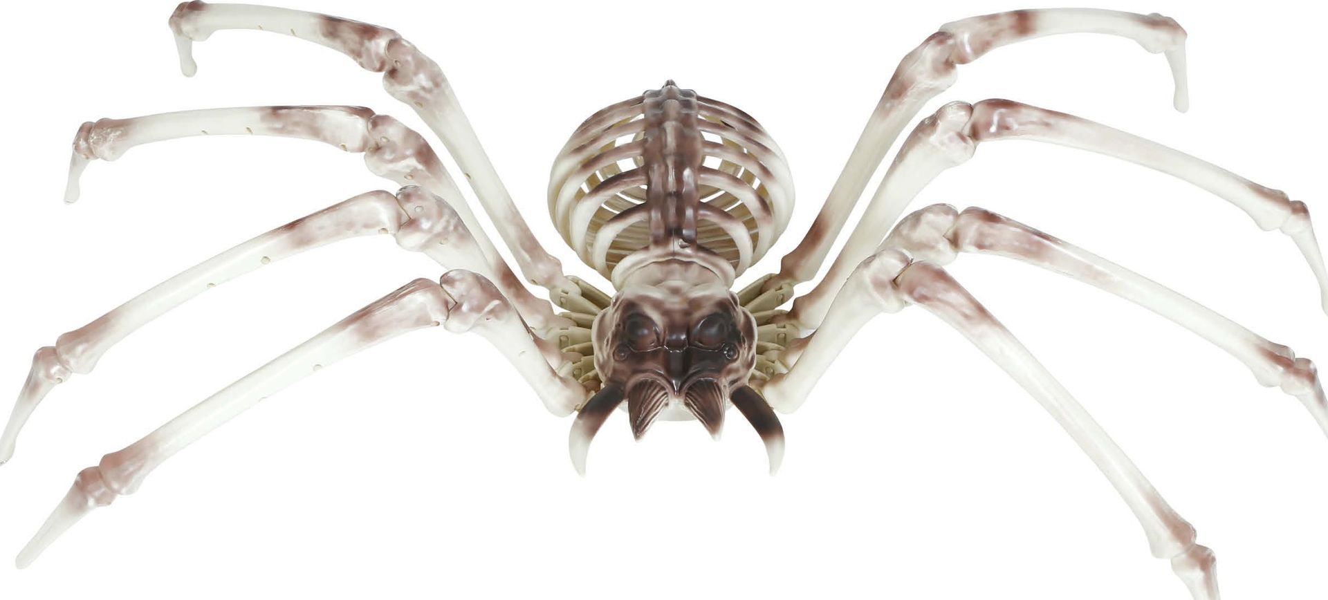 Groot spinnen skelet 85 x 35 cm halloween
