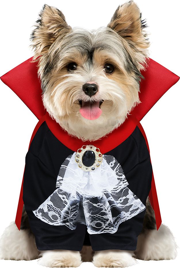 Halloween vampier outfit hond