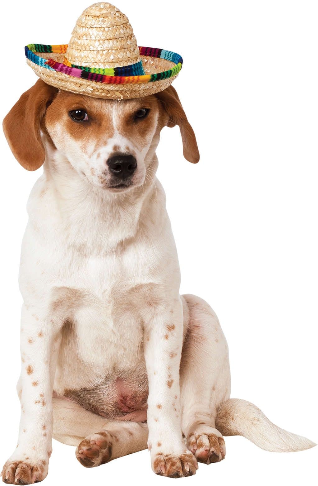 Huisdier Sombrero Voor Honden