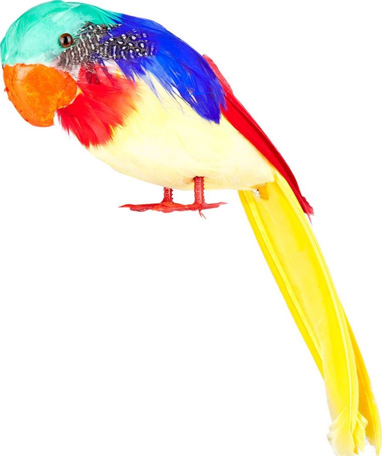 Piraat schouder papagaai