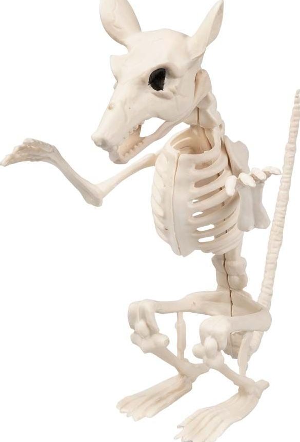 Rattenskelet Halloween Decoraties Klein