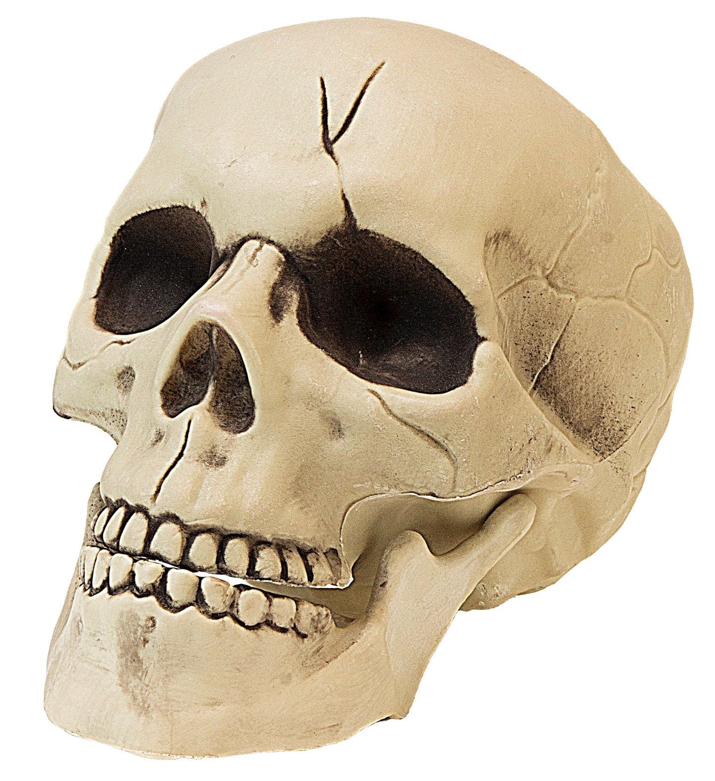 Schedel met Bewegende Kaak Halloween