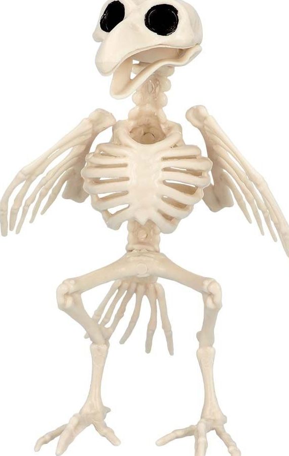 Vogelskelet Halloween Decoratie